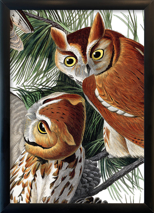 Little Screech Owl Close Up. Mini Print