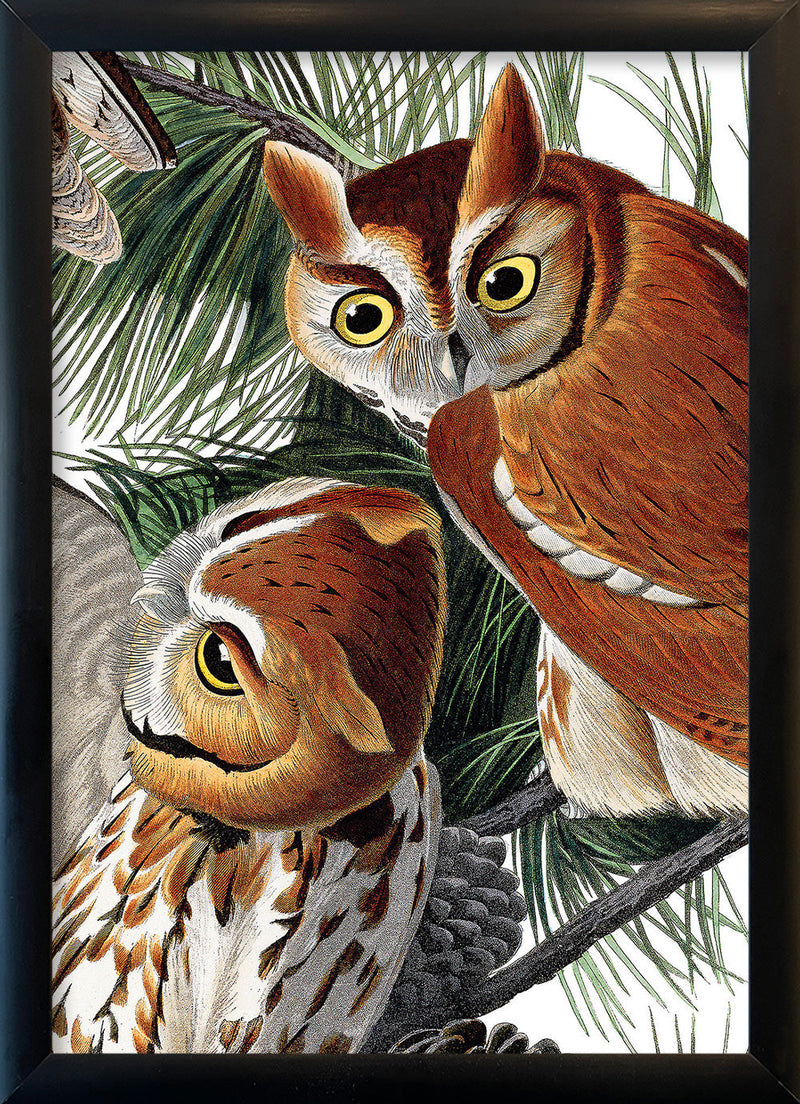 Little Screech Owl Close Up. Mini Print