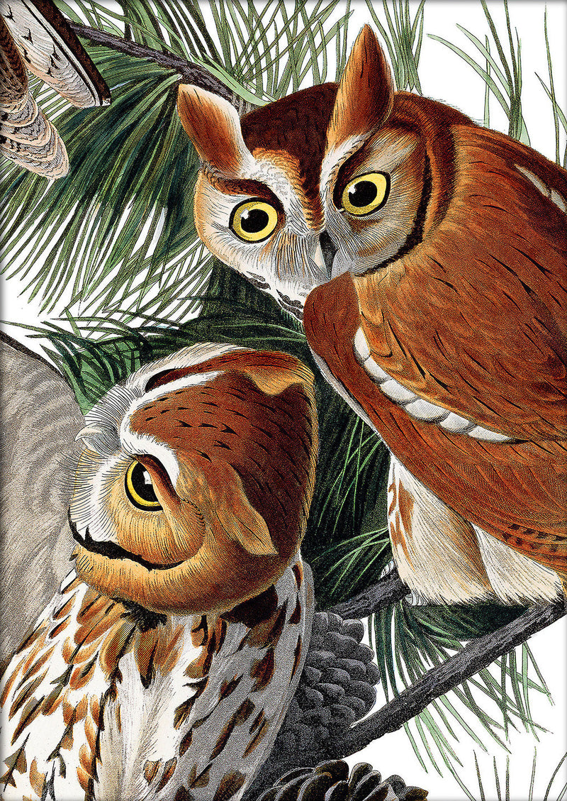 Little Screech Owl Close Up. Mini Print