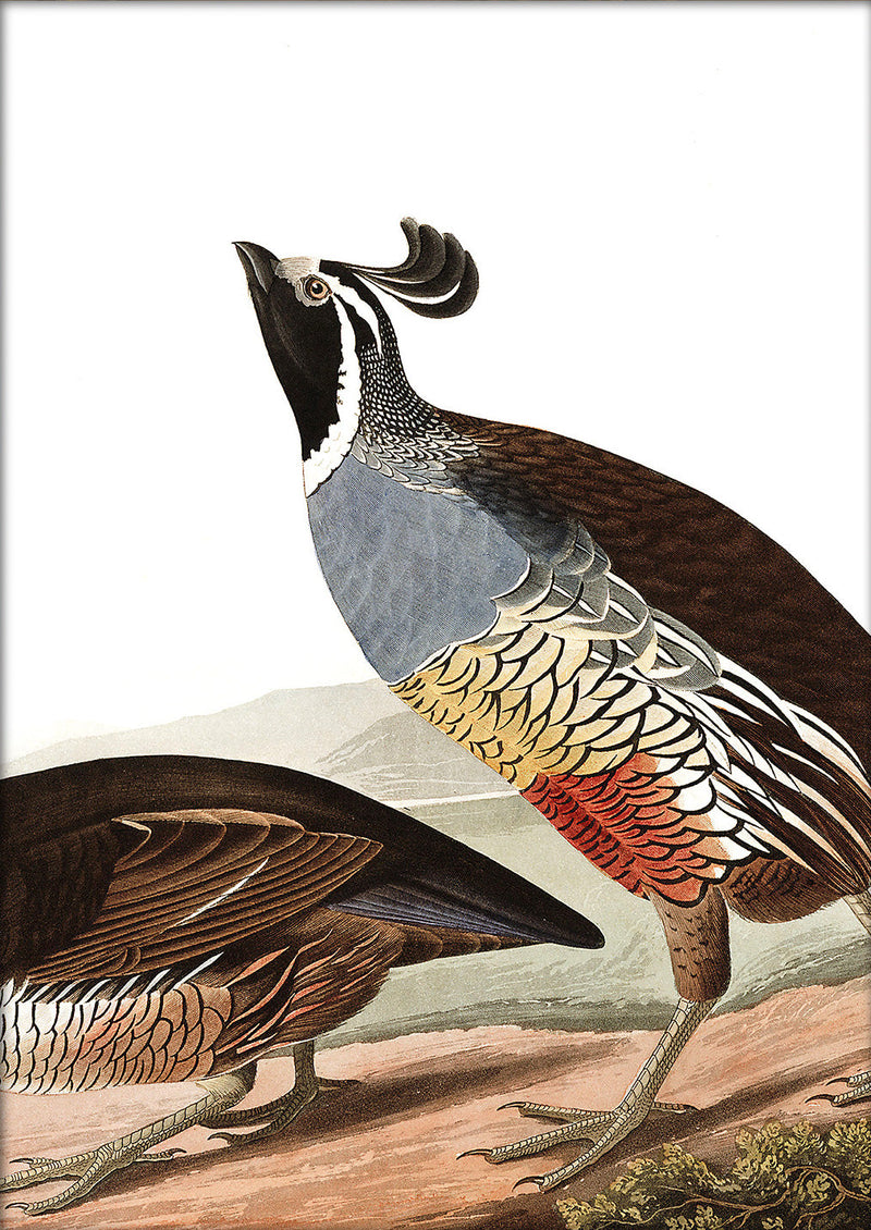 Californian Partridge Close Up. Mini Print