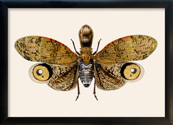 Owl Moth. Mini Print