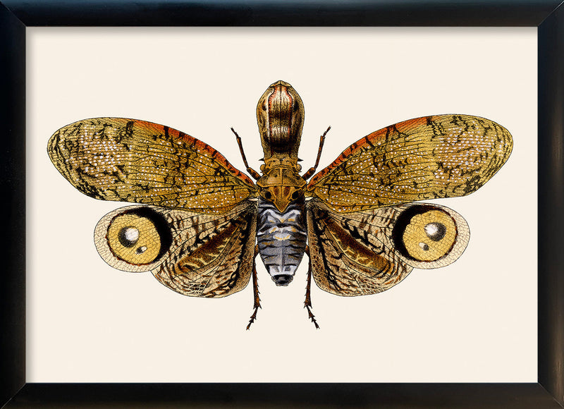 Owl Moth. Mini Print