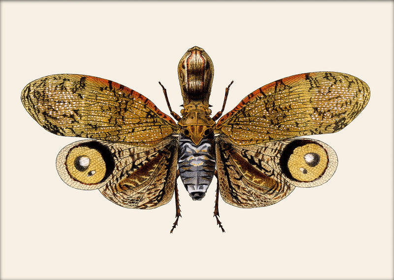 Owl Moth. Mini Print