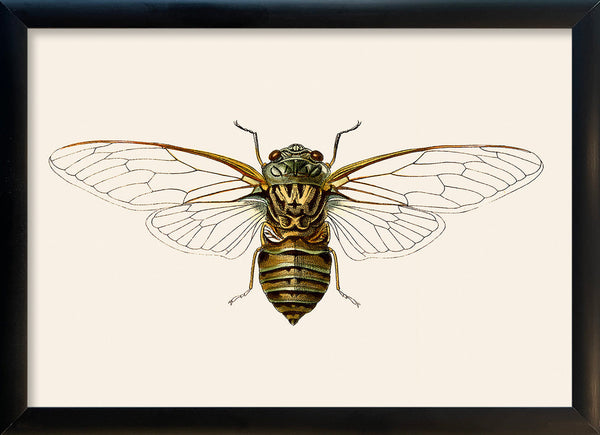 Wasp Moth. Mini Print