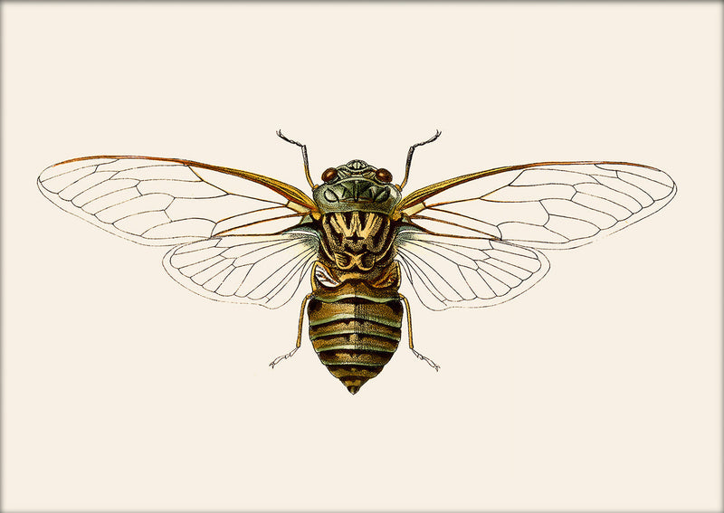 Wasp Moth. Mini Print