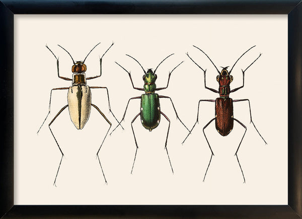 Three Beetles. Mini Print