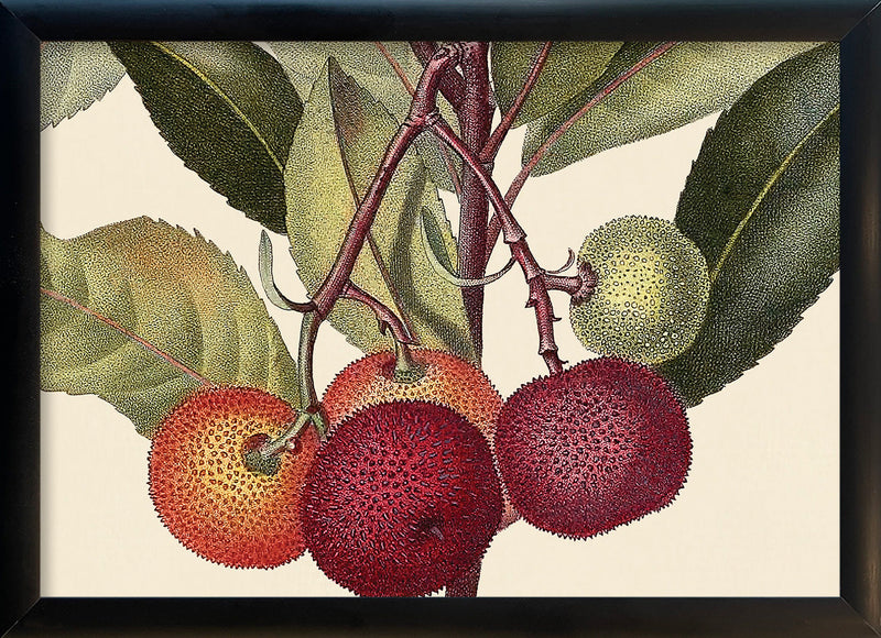 Arbousier d'Irlande Close Up. Mini Print