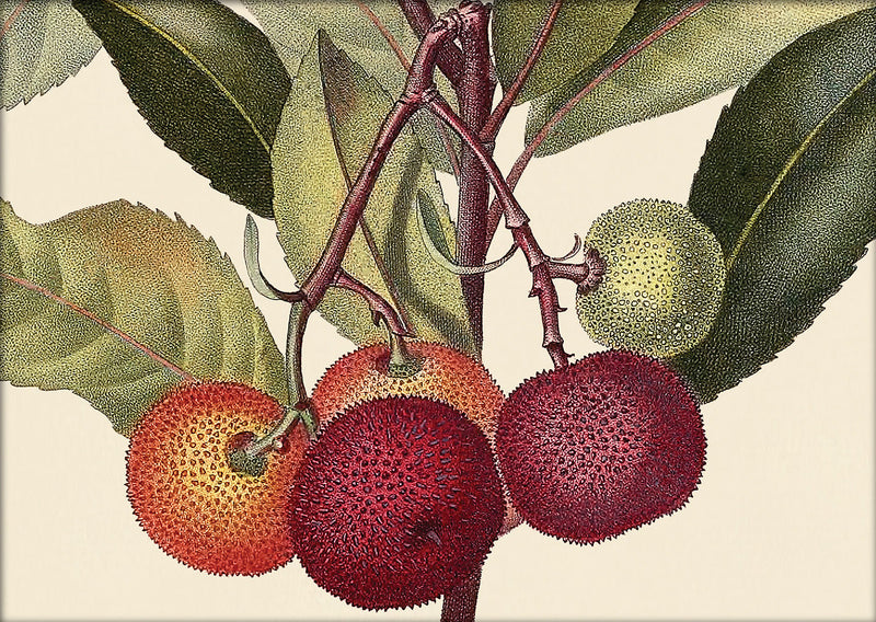 Arbousier d'Irlande Close Up. Mini Print