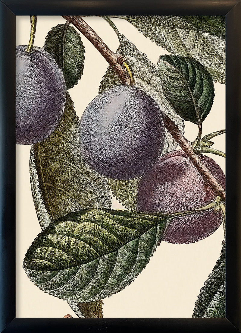 Perdrigon Hâtif Close Up. Mini Print