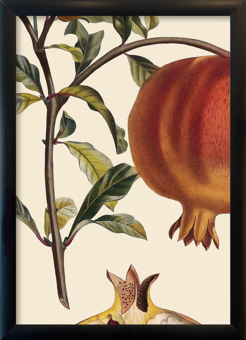 Grenadier à Fruit Doux Close Up. Mini Print