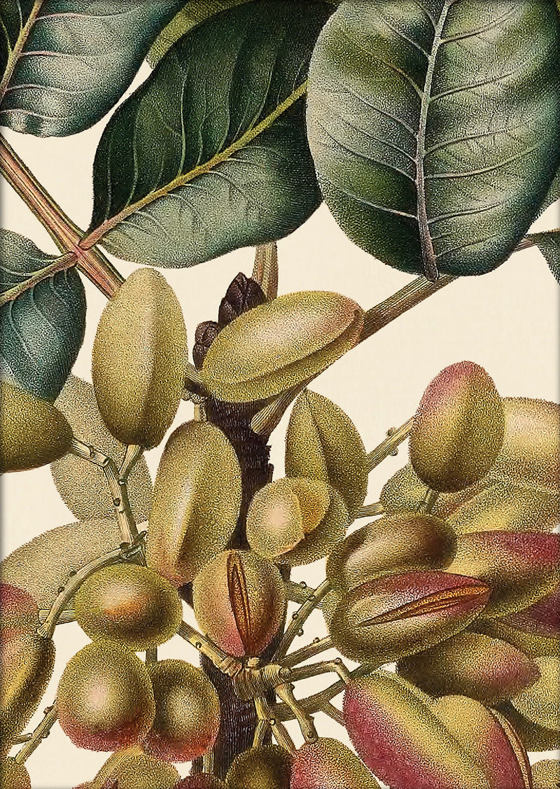 Pistachier en Fruit Close Up. Mini Print