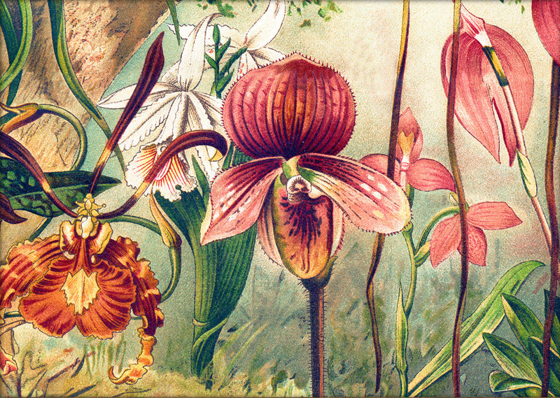 Orchids Close Up. Mini Print