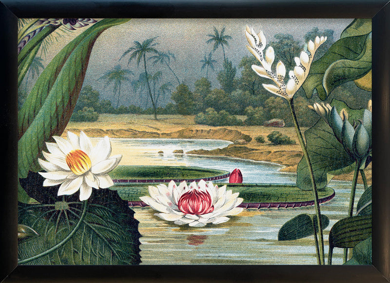 Water Lilies. Mini Print