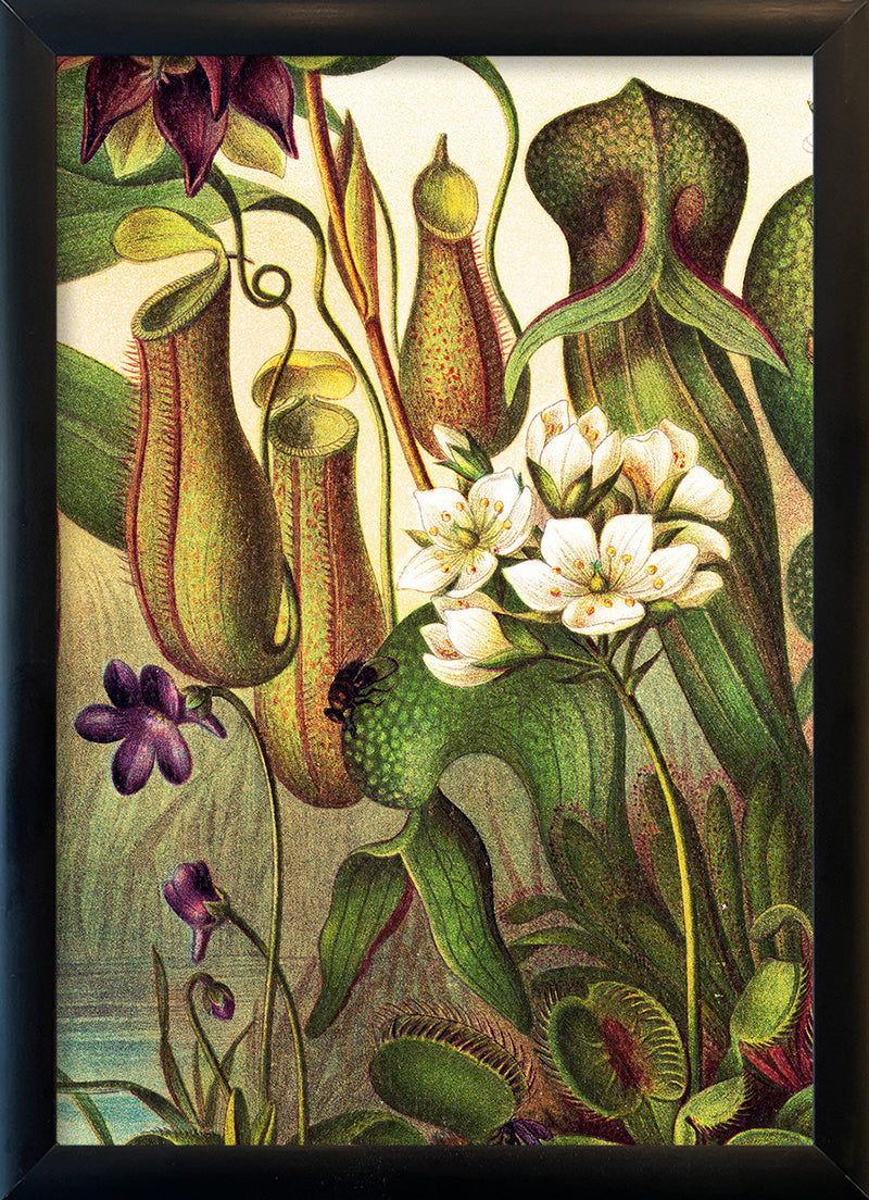 Carnivorous Plants Close Up. Mini Print