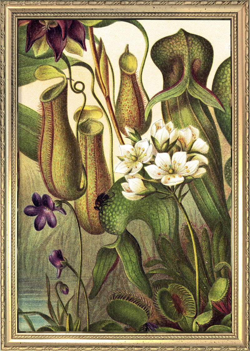 Carnivorous Plants Close Up. Mini Print
