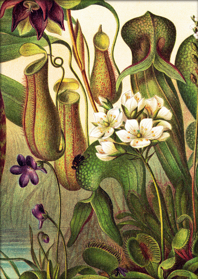 Carnivorous Plants Close Up. Mini Print