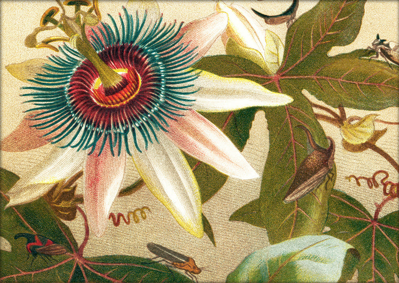 Flower and Cicadas Close Up. Mini Print