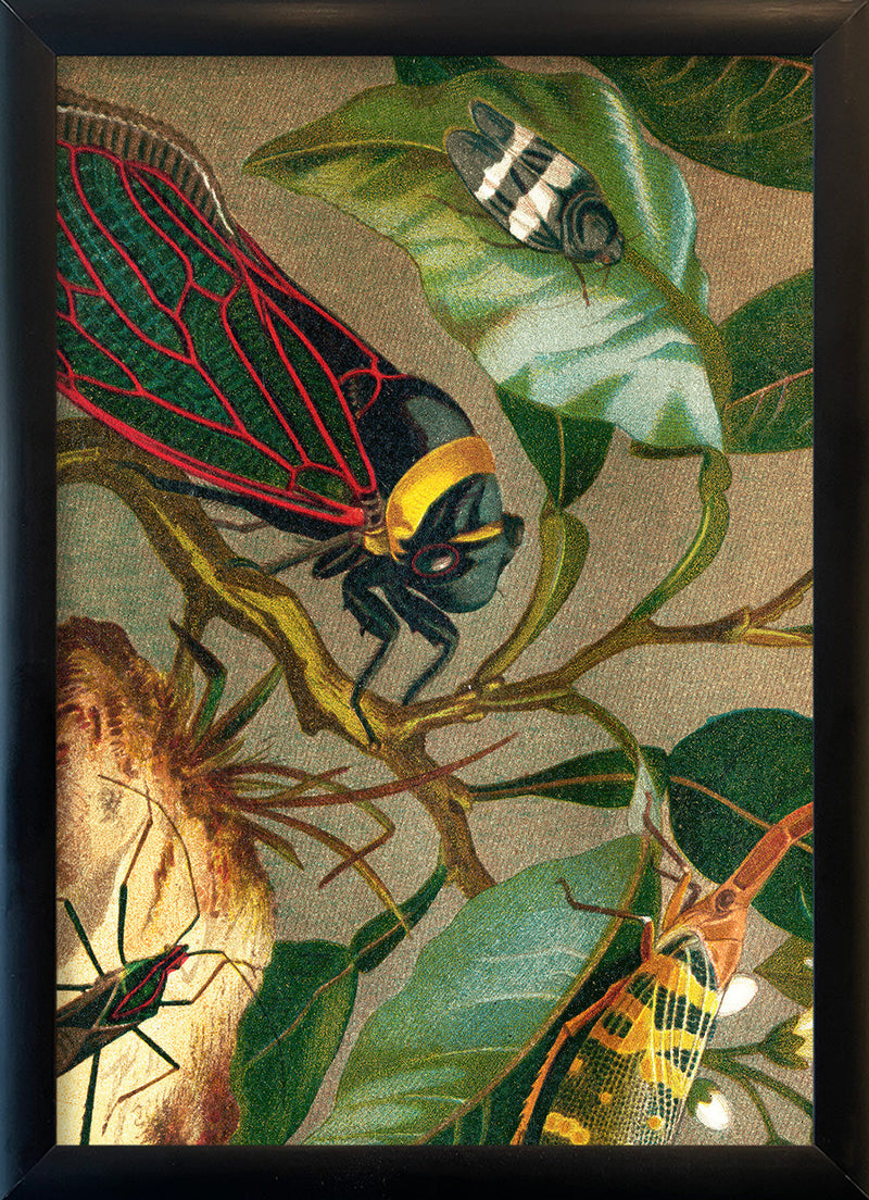Cicadas Close Up. Mini Print