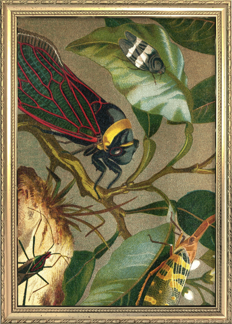 Cicadas Close Up. Mini Print