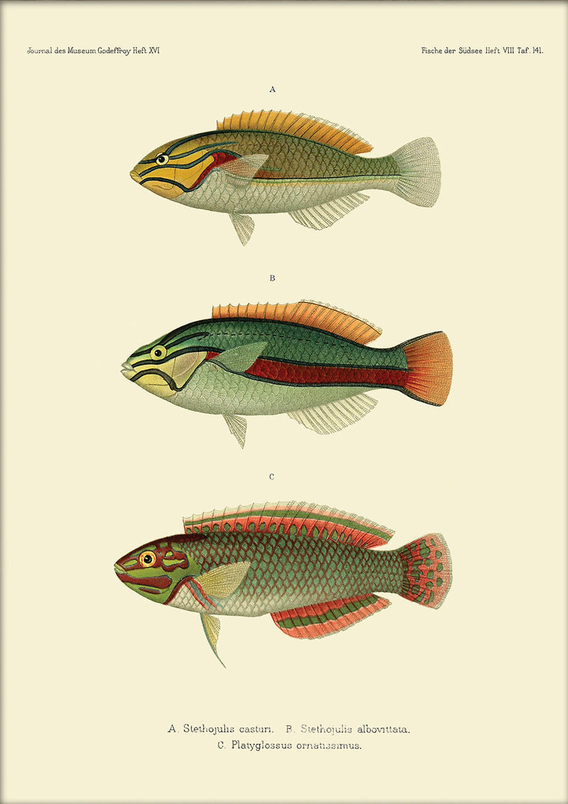 Wrasse (Stethojulis Castum), Ohua (Stethojulis Albovittata) and Ornat Wrass (Platyglossus Ornatissimus). Mini Print