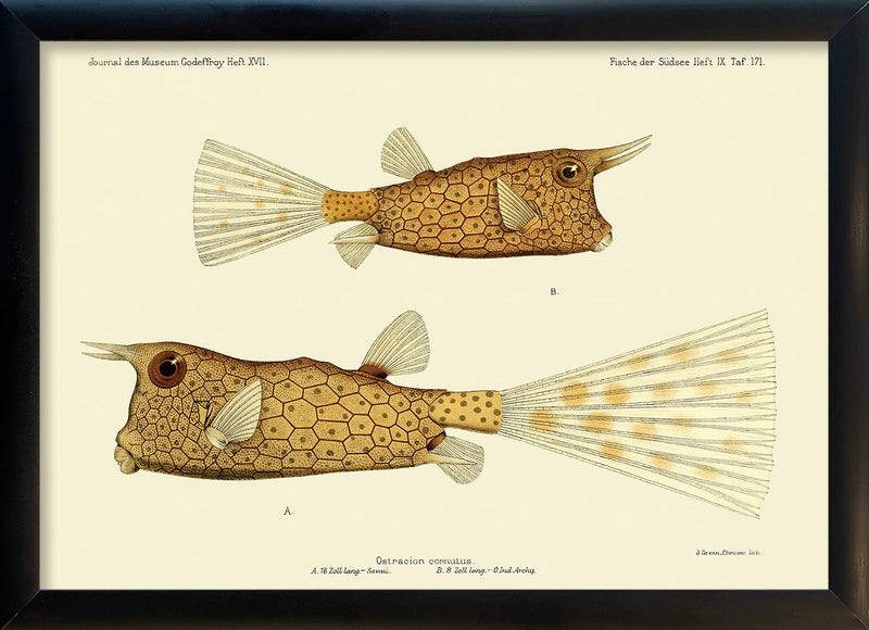 Longhorn Cowfish (Ostracion Cornutus) Mini Print