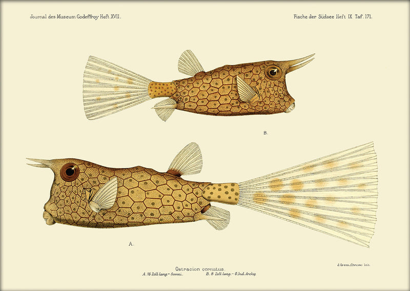Longhorn Cowfish (Ostracion Cornutus) Mini Print