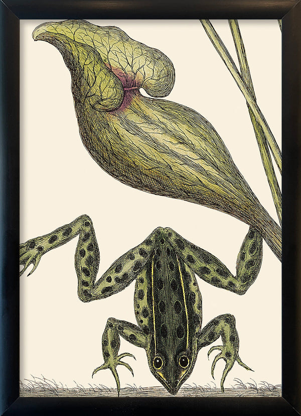 Frog Close Up. Mini Print