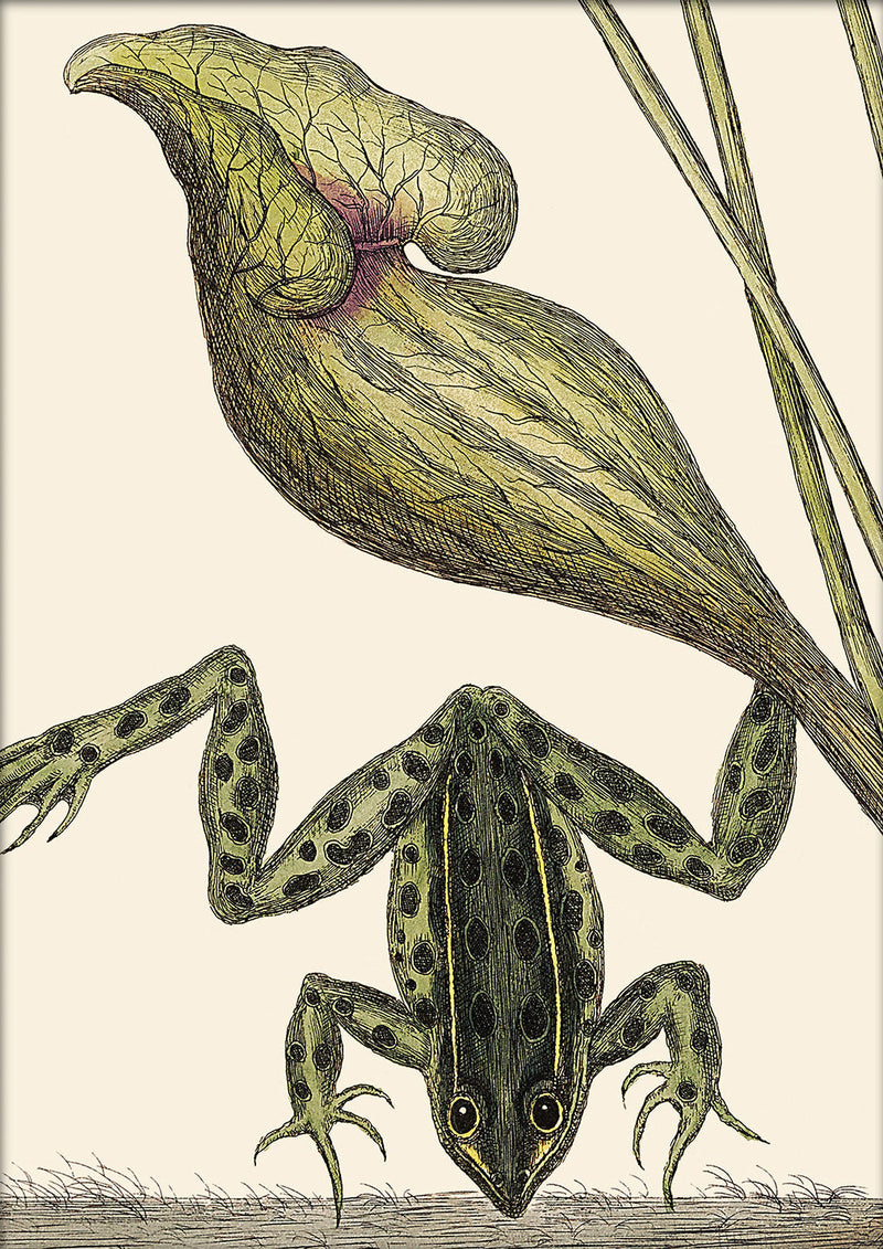 Frog Close Up. Mini Print