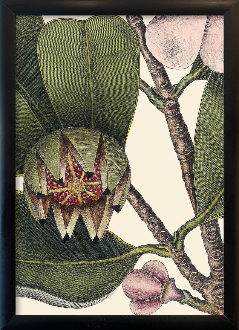 Balsam Tree Close Up. Mini Print