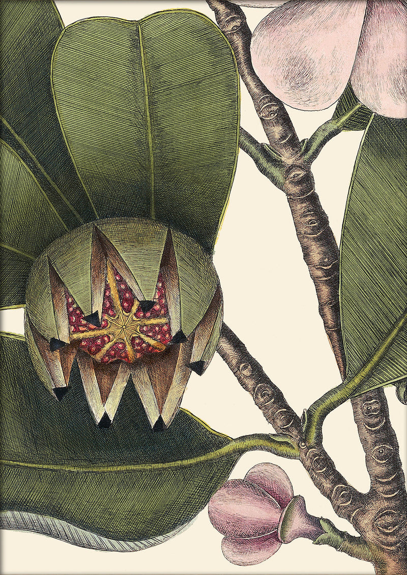 Balsam Tree Close Up. Mini Print