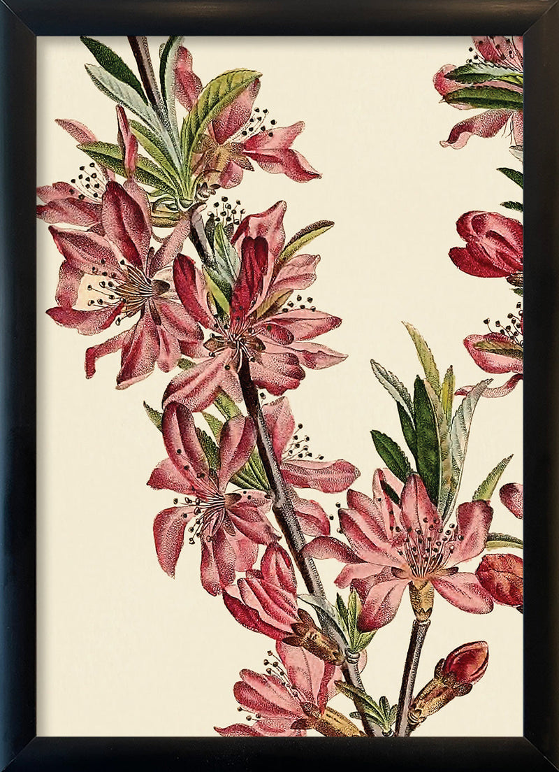 Amandier de la Georgie Close Up. Mini Print