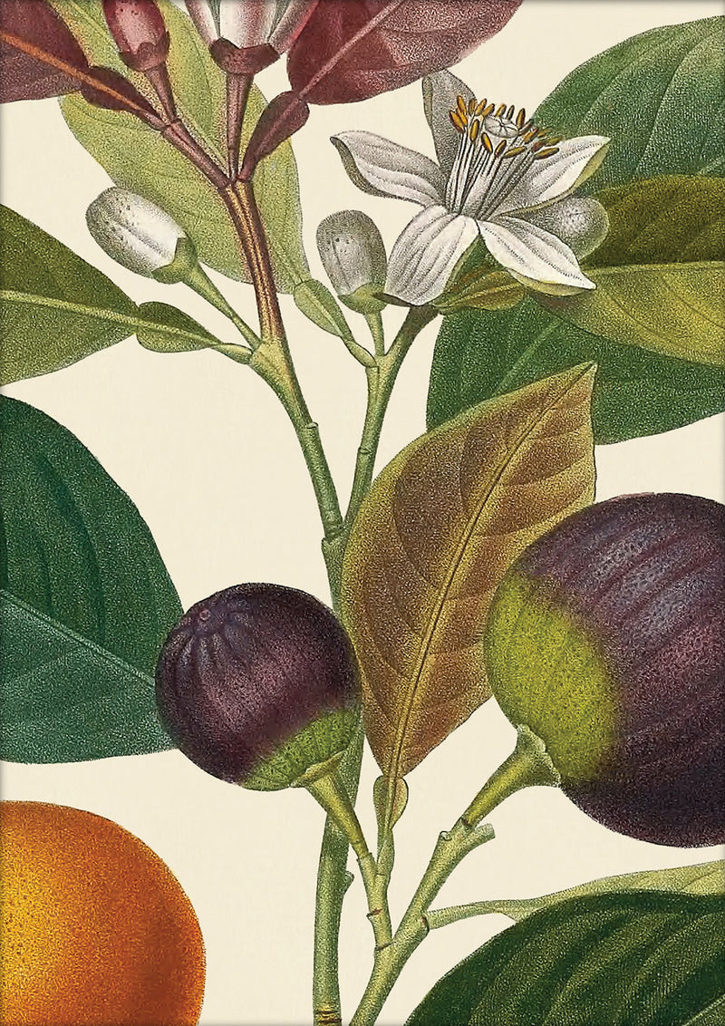 Bigarrade Violette Close Up. Mini Print