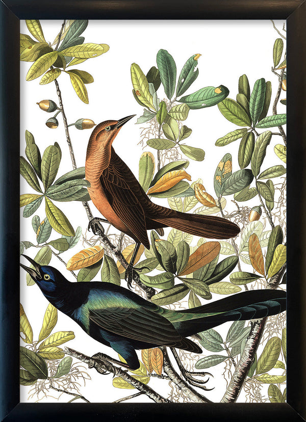 Boat tailed Grackle. Mini Print