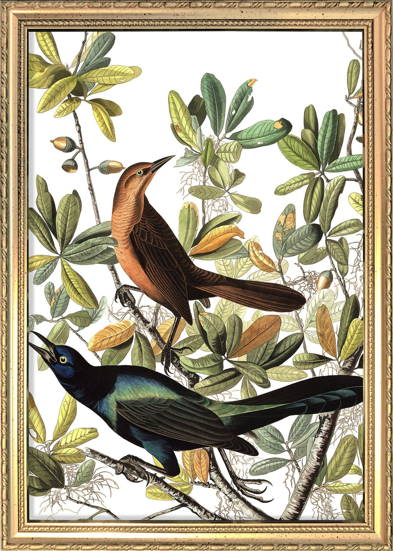 Boat tailed Grackle. Mini Print