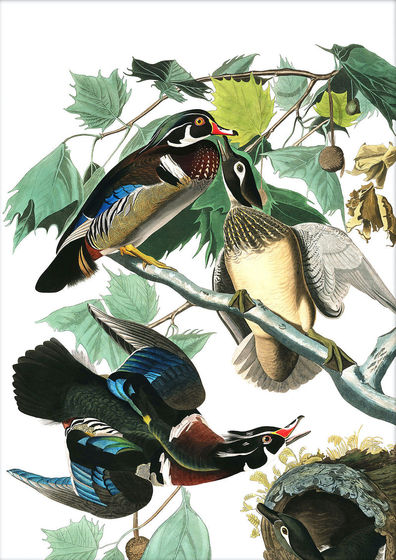 Wood Duck. Mini Print