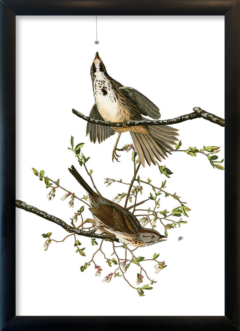 Song Sparrow. Mini Print