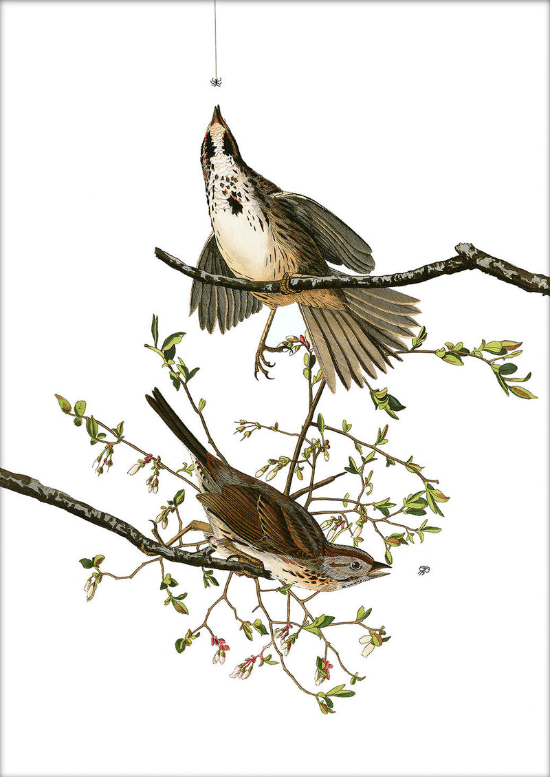 Song Sparrow. Mini Print