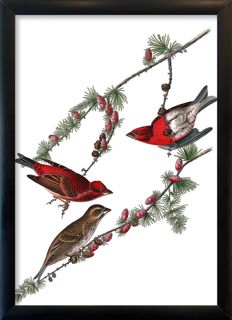 Purple Finch. Mini Print