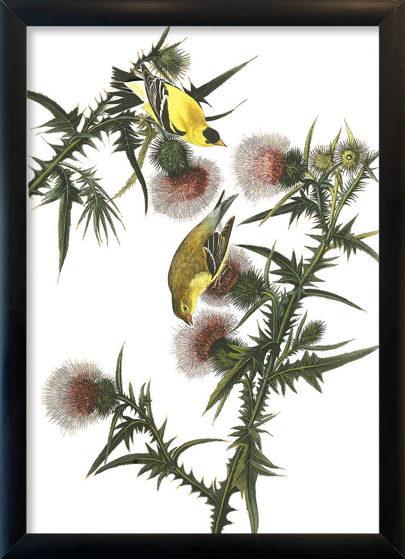 American Goldfinch. Mini Print