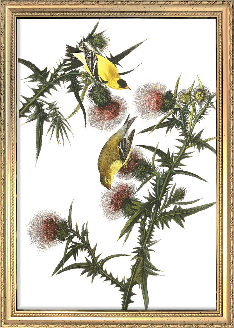 American Goldfinch. Mini Print