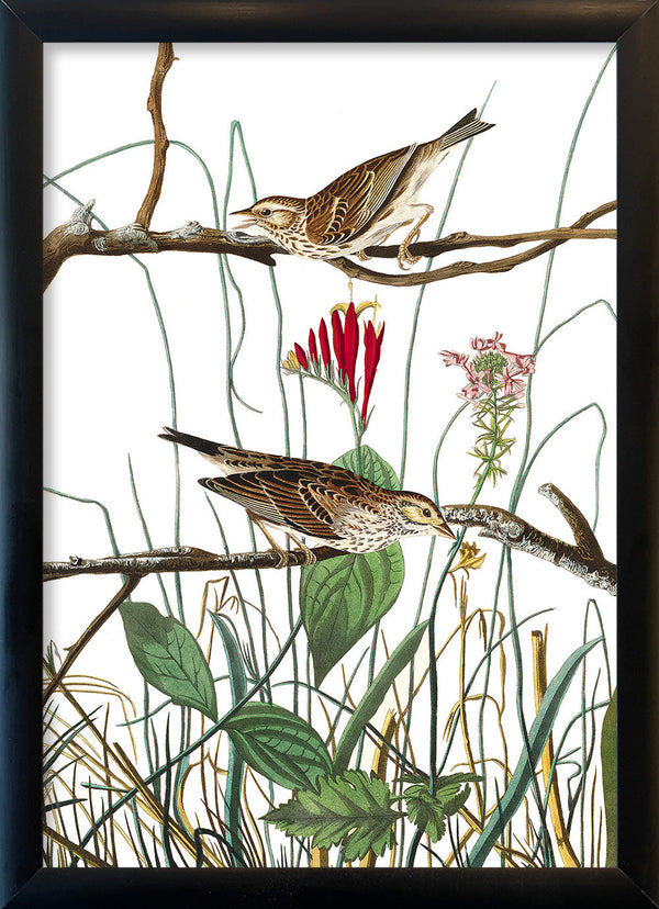 Savannah Finch. Mini Print