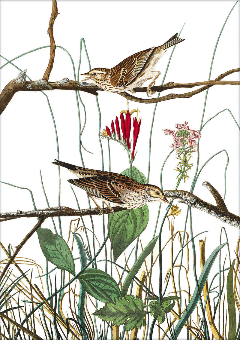 Savannah Finch. Mini Print