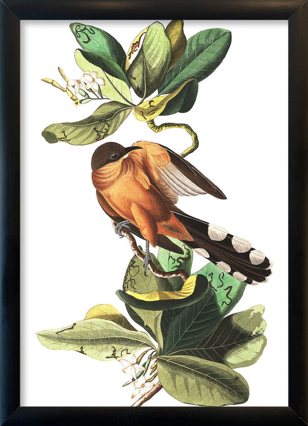 Mangrove Cuckoo. Mini Print