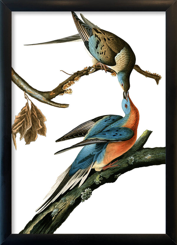 Passenger Pigeon. Mini Print