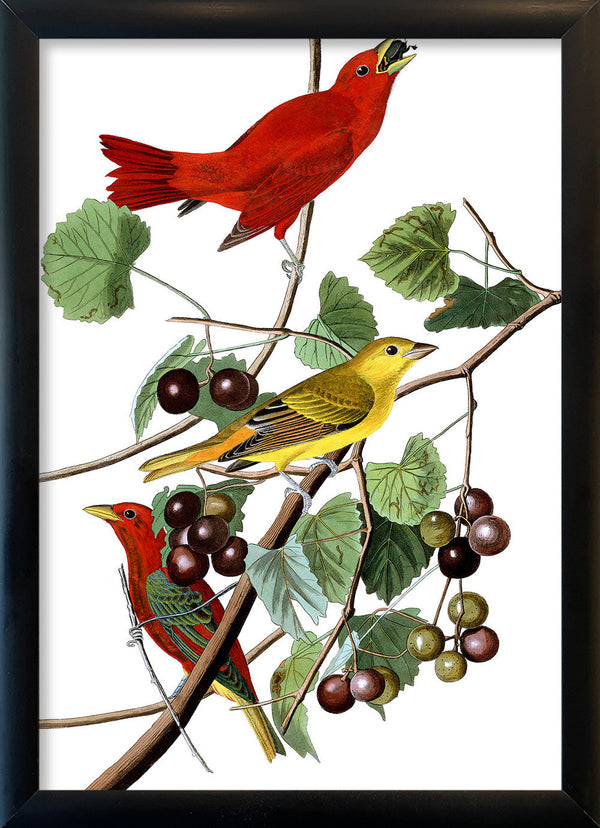 Summer Red Bird. Mini Print