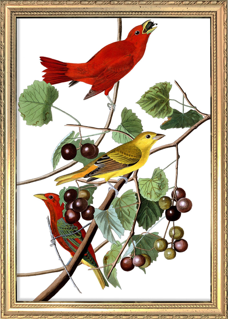 Summer Red Bird. Mini Print