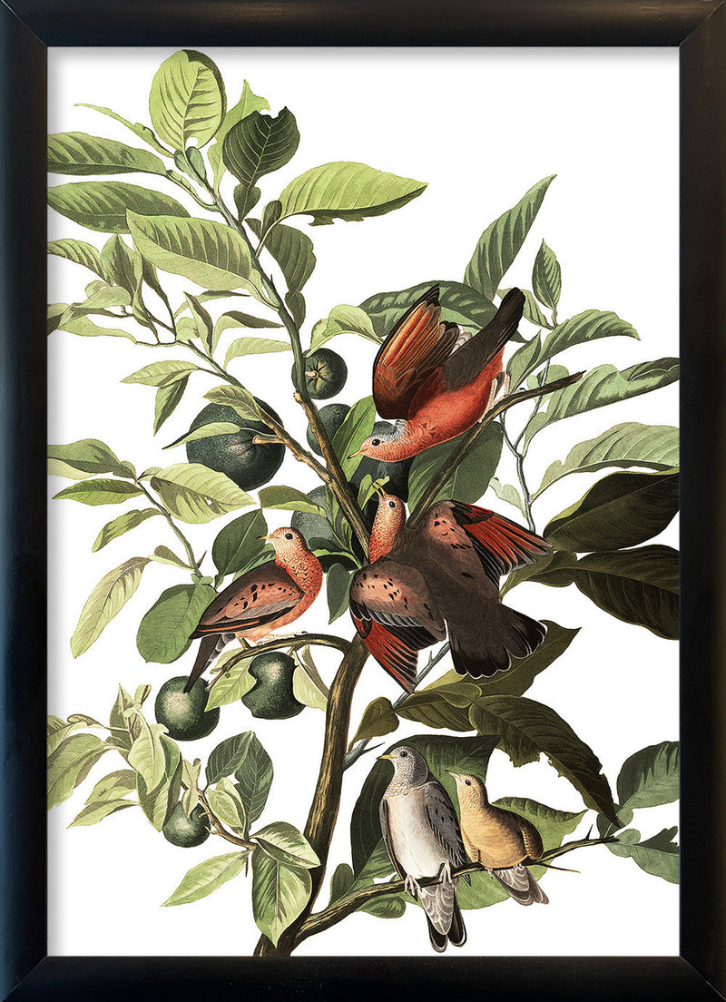 Ground Dove. Mini Print