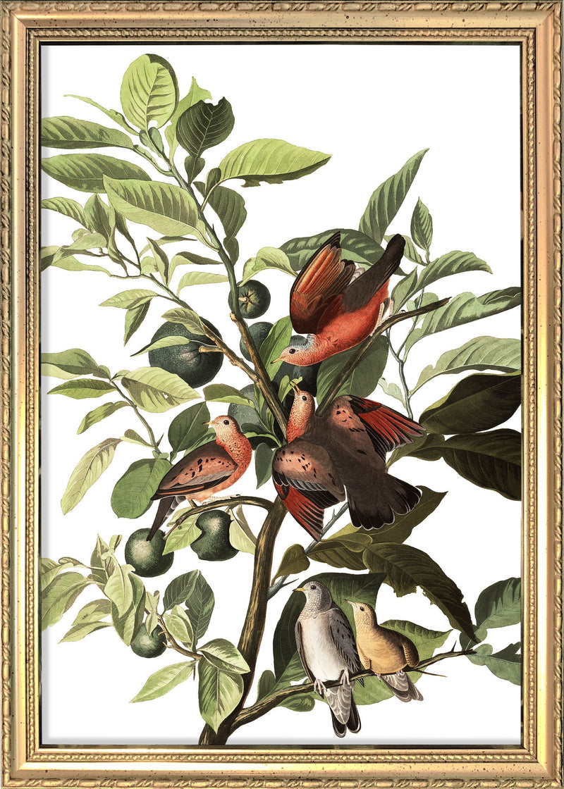 Ground Dove. Mini Print