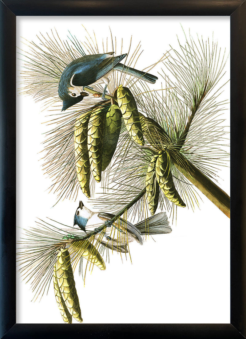 Crested Titmouse. Mini Print