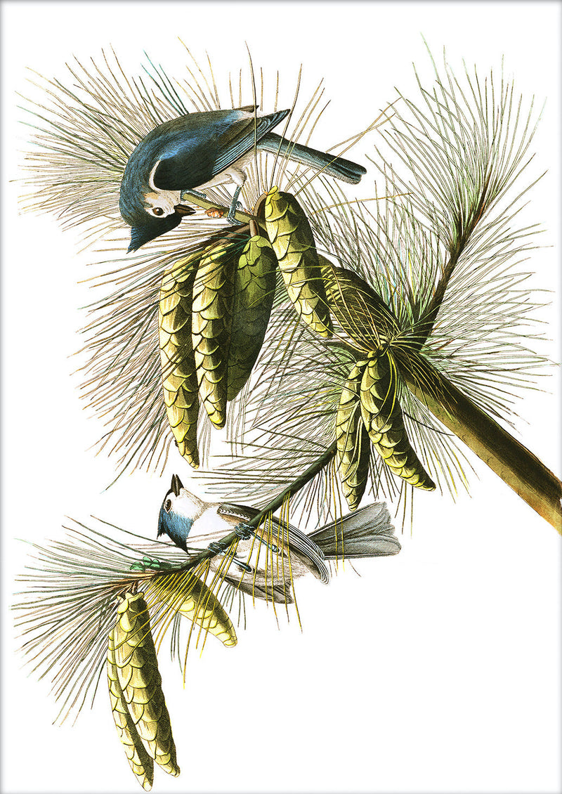 Crested Titmouse. Mini Print